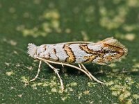 Phyllonorycter acerifoliella