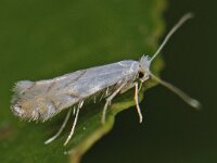 Phyllonorycter harrisella
