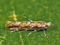 Phyllonorycter issikii