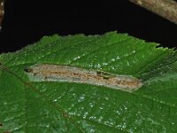 Phyllonorycter nicellii