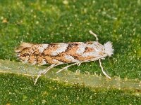Phyllonorycter sagitella