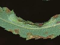 Phyllonorycter sorbi