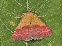 Phytometra viridaria