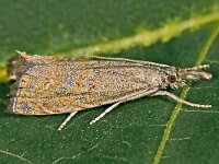 Platytes cerussella