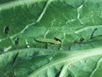 Plutella xylostella, Diamond-back Moth