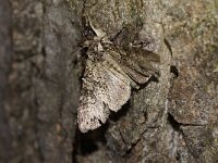 Polia nebulosa 2, Marmeruil, Saxifraga-Joep Steur