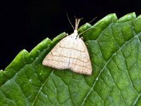 Polypogon tentacularia