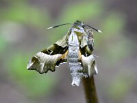 Proserpinus proserpina