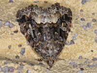 Protodeltote pygarga, Marbled White Spot