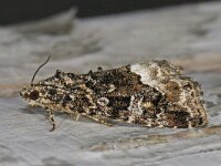 Protodeltote pygarga 3, Donkere marmeruil, Saxifraga-Ab H Baas