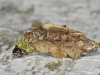 Proutia betulina 3, Sierlijke zakdrager, larva, Saxifraga-Ab H Baas