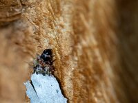 Proutia betulina 9, Sierlijke zakdrager, Saxifraga-Gerard de Jong : Insect, Macro, Overig, Proutia betulina, Saxifraga Beeldbank, Sierlijke zakdrager, nachtvlinder