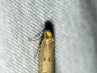 Pseudatemelia josephinae