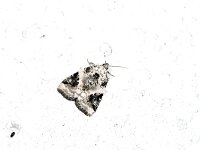 Pseudoeustrotia candidula