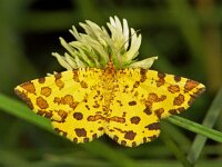 Pseudopanthera macularia, Speckled Yellow