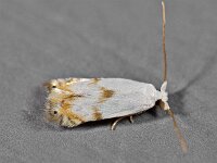 Pseudopostega crepusculella