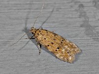 Pseudotelphusa paripunctella