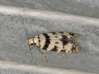 Pseudotelphusa scalella