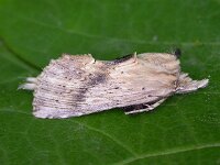 Pterostoma palpina 4, Snuitvlinder, Saxifraga-Peter Meininger