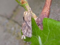 Pterostoma palpina 5, Snuitvlinder, Saxifraga-Peter Meininger