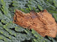 Ptilodon capucina #12005 : Ptilodon capucina, Kroonvogeltje
