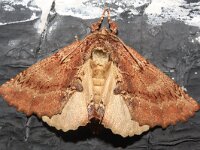 Ptilodon capucina 8, Kroonvogeltje, Saxifraga-Rutger Barendse