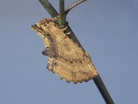 ptilodon capucina 9, Kroonvogeltje, Saxifraga-Frits Bink