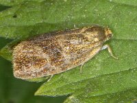 Ptycholoma lecheana #12815 : Ptycholoma lecheana