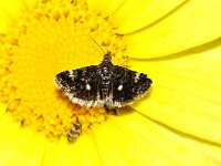 Pyrausta porphyralis