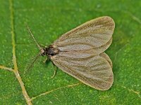 Rebelia herrichiella