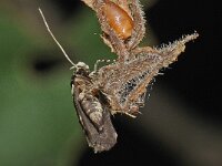 Recurvaria leucatella