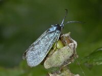 Rhagades pruni 01 #02924 : Rhagades pruni, Bruine metaalvlinder