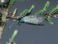 Rhagades pruni 3, Bruine metaalvlinder, ab ovo, Saxifraga-Frits Bink