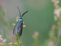 Rhagades pruni 4, Bruine metaalvlinder, Saxifraga-Gerard de Jong : Bruine metaalvlinder, Insect, Macro, Overig, Rhagades pruni, Saxifraga, moth, nachtvlinder