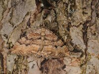 Rheumaptera cervinalis