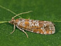 Rhyacionia pinivorana