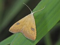 Rivula sericealis, Straw Dot