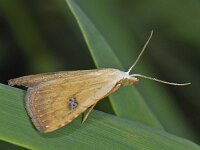 Rivula sericealis 01  #09307 : Rivula sericealis, Stro-uiltje
