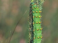 Saturnia pavonia, Emperor Moth