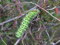 Saturnia pavonia 18, Nachtpauwoog, Saxifraga-Bart Vastenhouw