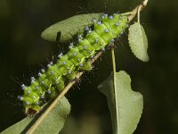Saturnia pyri, Great Peacock