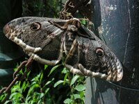 Saturnia pyri 8, Grote nachtpauwoog, Saxifraga-Ed Stikvoort