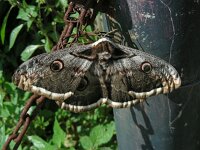 Saturnia pyri 9, Grote nachtpauwoog, Saxifraga-Ed Stikvoort