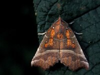 Scoliopterix libatrix, Herald