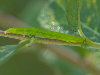Scoliopteryx libatrix 13, Roesje, caterpillar, Saxifraga-Bart Heijne : 2024, KNNV, Marknesse, Scoliopteryx libatrix, Voorsterbos, Waterloopbos, excursie, insect, juli, nachtvlinder, roesje, rups, zomer
