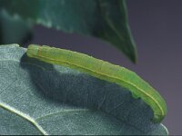 Scoliopteryx libatrix 2, Roesje, Saxifraga-Frits Bink