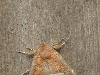 Roesje, Herald, Scoliopteryx libatrix : Fauna, Insect, Lepidoptera, Nachtvlinder, Ongewervelde