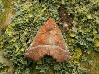 Scoliopteryx libatrix 4, Roesje, Saxifraga-Jaap Schelvis