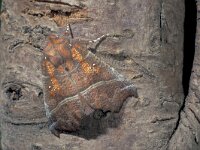 Scoliopteryx libatrix 5, Roesje, Saxifraga-Frits Bink