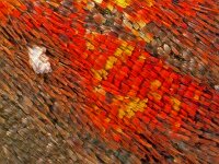 273_32A, Scolopteryx libatr : Scoliopteryx libatrix, The Herald, Roesje, forewing upperside